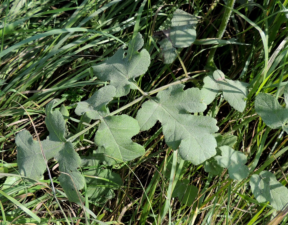 Heracleum sphondylium subsp. sphondylium - etelänukonputken ruusuke- ja aluslehdissä sekä alemmissa varsilehdissä on kärkilehdykän lisäksi useimmiten kaksi ja harvemmin yksi, tai kuten kuvassa, kolme lehdykkäparia. Kärkilehdykkä ja alin tai alimmat sivulehdykkäparit ovat ruodilliset. Kärkilehdykän ruoti on noin 2-8 cm pitkä ja alemmilla sivulehdyköillä enintään noin 5 cm pitkä. Muut lehdykät ovat ruodittomat tai hyvin lyhytruotiset. Lehdykät ovat epämukaiset ja yhdestä kahteen kertaa parijakoiset. Ne ovat useimmiten noin 4-15 cm pitkät ja leveimmältä kohtaa noin 3-10 cm leveät. Lehdet ovat päältä vihreät, tai kuten kuvassa, sinivihreät ja tiheästi lyhytkarvaiset. EH, Kouvola, Kuusankoski, Kuusaanniemi, Kuusaanniementieltä erkaneva Käpylänrinne, tien alussa, entisen puuvarastokentän kohdalla olevan peltoalueen laide, 26.7.2016. Copyright Hannu Kämäräinen.