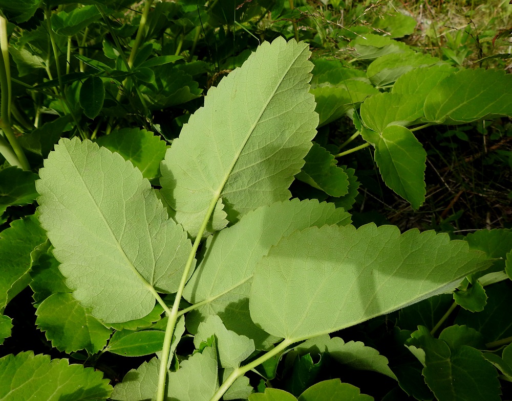 Laserpitium latifolium - lehtokarvasputken lehdykät ovat alta sini- tai harmaanvihreät, ja niiden laita on otakärkisen leveähampainen. A, Eckerö, Marby, Marbyvägenin läntisemmän tienhaaran laide Eckerövägenin kaakkoispuolella, 9.7.2017. Copyright Hannu Kämäräinen.