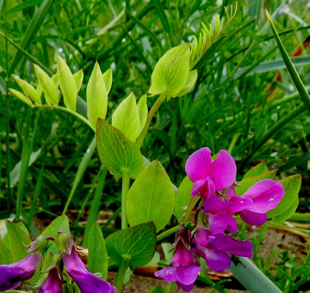 Lathyrus maritimus - merinätkelmän lehdet ovat selvästi havaittavan korvakkeelliset. Korvakkeet ovat sivuiltaan pyöristyneen kolmiomaiset, teräväkärkiset ja keihästyviset. Ne ovat useimmiten noin 10-30 mm pitkät ja leveimmältä kohtaa noin 10-23 mm leveät. U, Hanko, Täktom, Långören, niemeen johtava kapea hiekkakannas, kannaksen länsilaita Anklarensbukten-merenlahden rannalla, 19.6.2012. Copyright Hannu Kämäräinen.