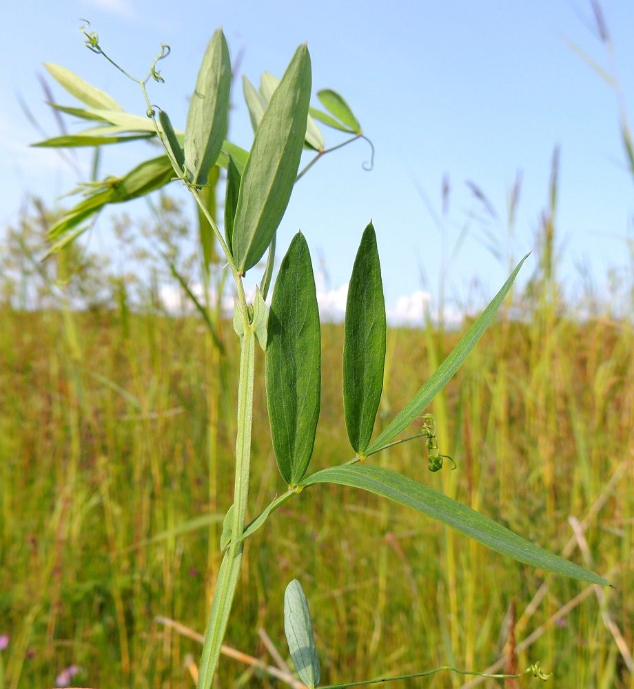 Lathyrus palustris - rantanätkelmän lehdet ovat ruodilliset, korvakkeelliset ja varrella kierteisesti. Varsinainen lehtilapa on parilehdykkäinen, tavallisesti noin 2-8 cm pitkä ja lehdykät levällään leveimmältä kohtaa noin 5-14 cm leveä. Lehdyköitä on useimmiten kahdesta neljään paria. Lehden kärjessä oleva kärhi on noin 20-80 mm pitkä ja päästään haarova. 17.7.2015. Copyright Hannu Kämäräinen.