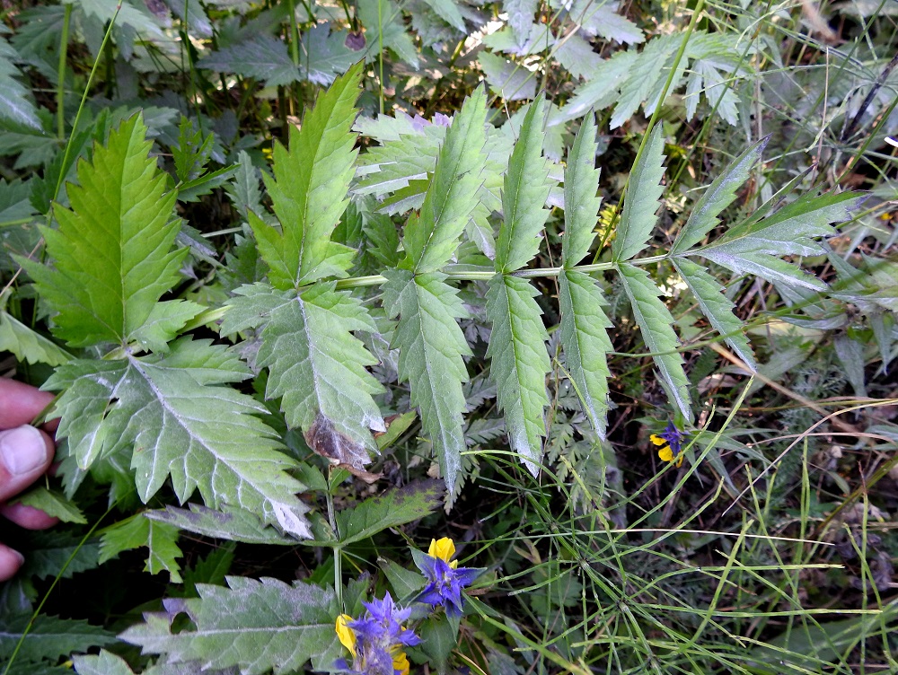 Pimpinella major - isopukinjuuren ruodillisen kärkilehdykän lisäksi ruodittomia tai lyhytruotisia (ruoti 1-6 mm) lehdykkäpareja on tavallisesti neljästä seitsemään. Lehdykät ovat suikeat - puikeat, suipon teräväkärkiset, tylppä- tai lyhyen kiilatyviset ja useimmiten noin 30-80 mm pitkät sekä leveimmältä kohtaa noin 10-50 mm leveät. Kuvassa on seuralaisena lehtomaitikka, Melampyrum nemorosum. 23.7.2018. Copyright Hannu Kämäräinen.