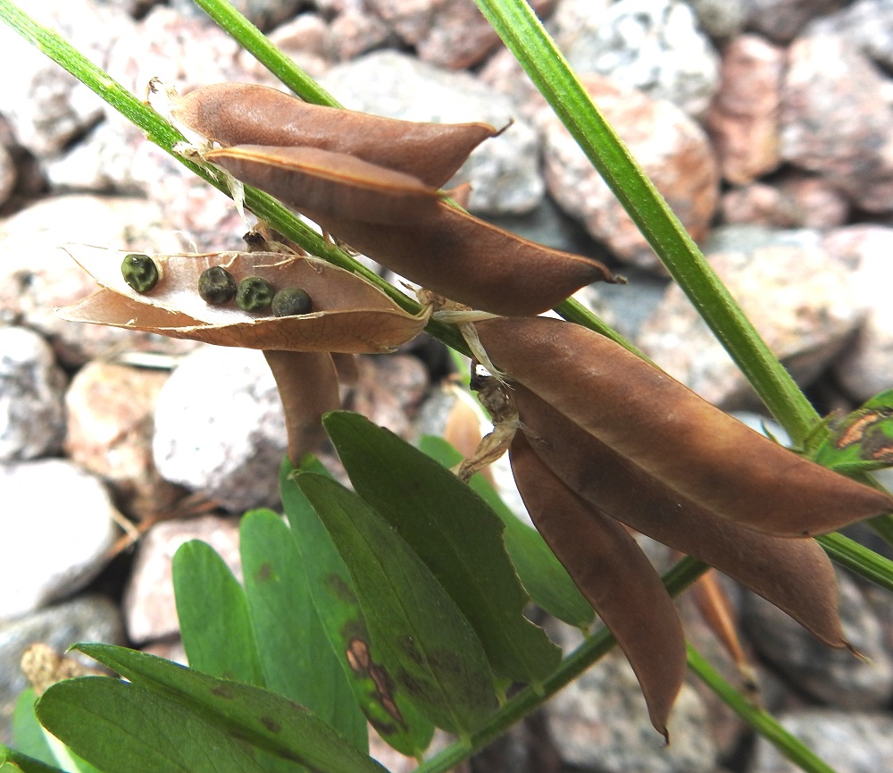 Vicia cracca - hiirenvirnan palossa on useimmiten neljästä kahdeksaan pallomaista ja tummanvihreää - mustanruskeaa siementä, jotka ovat läpimitaltaan noin 2,5 mm. EH, Hämeenlinna, Loimalahti, Hirsimäki, omakotialue, Näsiäntien varrella oleva pihamaa, 17.7.2024. Copyright Hannu Kämäräinen.