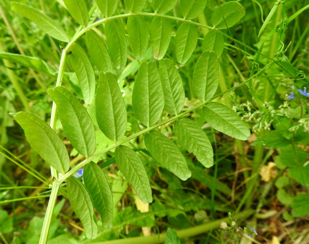 Vicia sepium subsp. sepium - etelänaitovirnan lehtilapa on tyveen tai lähes tyveen saakka parilehdykkäinen, tavallisesti noin 4-10 cm pitkä ja leveimmältä kohtaa noin 3-7 cm leveä. Lehdyköitä on useimmiten neljästä kahdeksaan paria. Lehdykät ovat puikeat tai soikeat, ehytlaitaiset, pyöreätyviset ja tylppä- tai lovipäiset. Ne ovat tavallisesti noin 10-35 mm pitkät ja leveimmältä kohtaa noin 5-15 mm leveät. Lehdyköiden pituuden ja leveyden suhde on alle 2,7 eli pituus/leveys = alle 2,7. Kuvan lehdissä suhdeluku on noin 1,9-2,0. Lehden päässä oleva kärhi on kärkiosastaan haaroittuva ja noin 20-40 mm pitkä. A, Lemland, Nåtö, biologisen aseman päärakennuksen pohjoispuoli, luonnonsuojelualueen lehdesniitty, 18.6.2023. Copyright Hannu Kämäräinen.