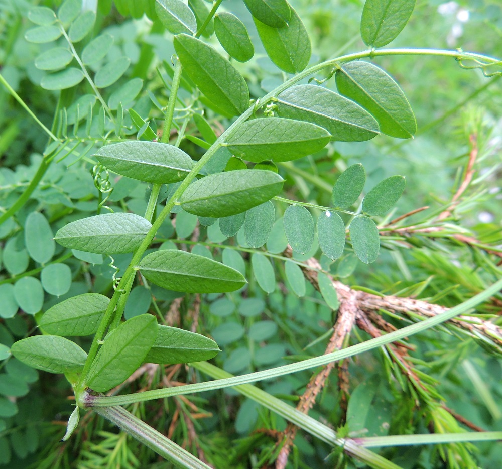 Ervilia sylvatica - metsävirvilän lehdykät ovat molemmin puolin vihreät ja kaljut. Niiden keskisuoni on selvästi erottuva toisin kuin hiirenvirnalla, Vicia cracca. EH, Hämeenlinna, Kalvola, Rimmilä, Renkajärventien (tie 13660) metsäinen laide Torajärventien risteyksen kaakkoispuolella, 6.7.2013. Copyright Hannu Kämäräinen.