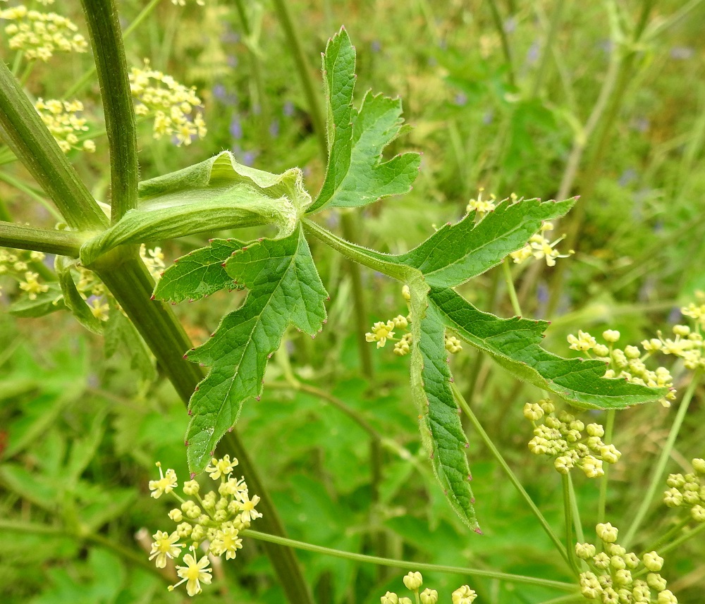 Heracleum sphondylium subsp. sibiricum - idänukonputken lehdet ovat päältä vihreät ja tavallisesti kaljuhkot tai harvakseen lyhytkarvaiset. Varren yläosassa kaikki lehdet ovat ruodittomia niin, että niiden lapa kasvaa suoraan lehtitupen reunasta. Tuppi on kookas, leveä, ulkoneva ja vain tyveltään varren ympäri sepivä. Se on useimmiten vaaleanvihreä ja tiheähkösti karvainen. KiL, Kittilä, Jeesiöjärvi, Kumputunturintien lounaispuolen niittyalue, entinen pelto Syrjälän tilan kohdalla, 20.7.2023. Copyright Hannu Kämäräinen.