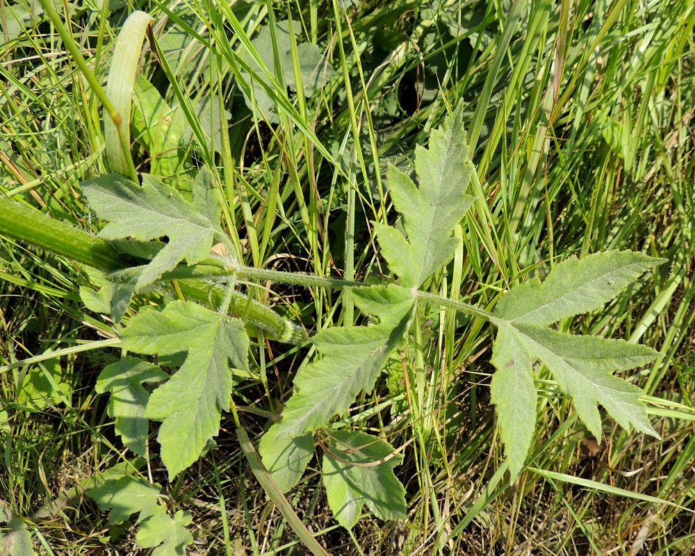 Heracleum sphondylium subsp. sphondylium - etelänukonputken ylemmät varsilehdet ovat ruodittomia niin, että niiden lapa kasvaa suoraan lehtitupen reunasta. Lehdyköiden sivuliuskat ovat edellisen kuvan tavoin pyöreähköt tai kapeamman - leveämmän suippokärkiset. EH, Kouvola, Kuusankoski, Kuusaanniemi, Kuusaanniementieltä erkaneva Käpylänrinne, tien alussa, entisen puuvarastokentän kohdalla olevan peltoalueen laide, 26.7.2016. Copyright Hannu Kämäräinen.