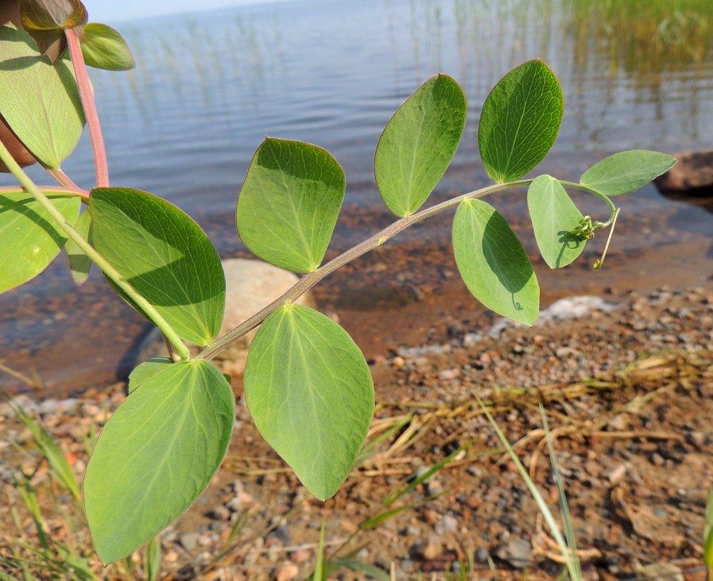 Lathyrus maritimus - merinätkelmän lehtilapa on parilehdykkäinen, tavallisesti noin 5-12 cm pitkä ja leveimmältä kohtaa noin 5-9 cm leveä. Lehdyköitä on useimmiten kolmesta viiteen paria, ja niissä on hyvin lyhyt, enintään 1 mm pitkä ruoti. Lehdykät ovat lehtirangalla vuorottain tai vastakkain. Ne ovat soikeat, tylppä- tai hyvin lyhyen suippopäiset, vihreät tai sinertävänvihreät ja alta vähän yläpintaa vaaleammat sekä tavallisesti noin 20-50 mm pitkät ja leveimmältä kohtaa noin 10-23 mm leveät. Lehden kärjessä on noin 20-40 mm pitkä kärhi. OP, Oulu, Oulunsalo, Pajuniemi, Riuttu, Hailuodon lauttarannan lähellä oleva merenrantahietikko, 17.7.2015. Copyright Hannu Kämäräinen.