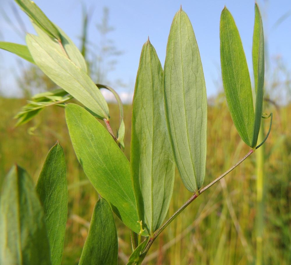 Lathyrus palustris - rantanätkelmän lehdykät ovat hyvin lyhytruotiset ja lehtirangalla vastakkain. Ne ovat lähes tasasoukat - suikeat, suippo- tai tylppäpäiset ja otakärkiset sekä ehytlaitaiset ja sulkasuoniset. Lehdykät ovat päältä vihreät, alta harmahtavanvihreät, tavallisesti noin 20-80 mm pitkät ja leveimmältä kohtaa noin 2-15 mm leveät. Nimialalajin, silorantanätkelmän, subsp. palustris, lehdet ovat enintään puhjetessaan hieman karvaiset ja myöhemmin kaljut. Karvarantanätkelmän, subsp. pilosus, lehdet ovat pysyvämmin karvaiset. 17.7.2015. Copyright Hannu Kämäräinen.