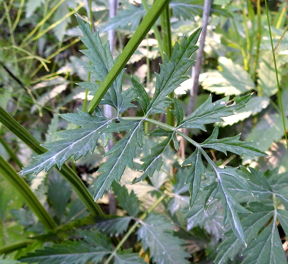 Pimpinella major - isopukinjuuren ylempien varsilehtien lapa on ulkokehältään kolmiomainen ja ylimpiä lehtiä lukuun ottamatta yleensä noin 3-12 cm pitkä ja leveimmältä kohtaa noin 2-10 cm leveä. Varsi on tavallisesti ontto mutta nivelten kohdalta täyteinen. Se on vihreä tai alaosastaan punertava, syväuurteinen ja usein kalju. 23.7.2018. Copyright Hannu Kämäräinen.