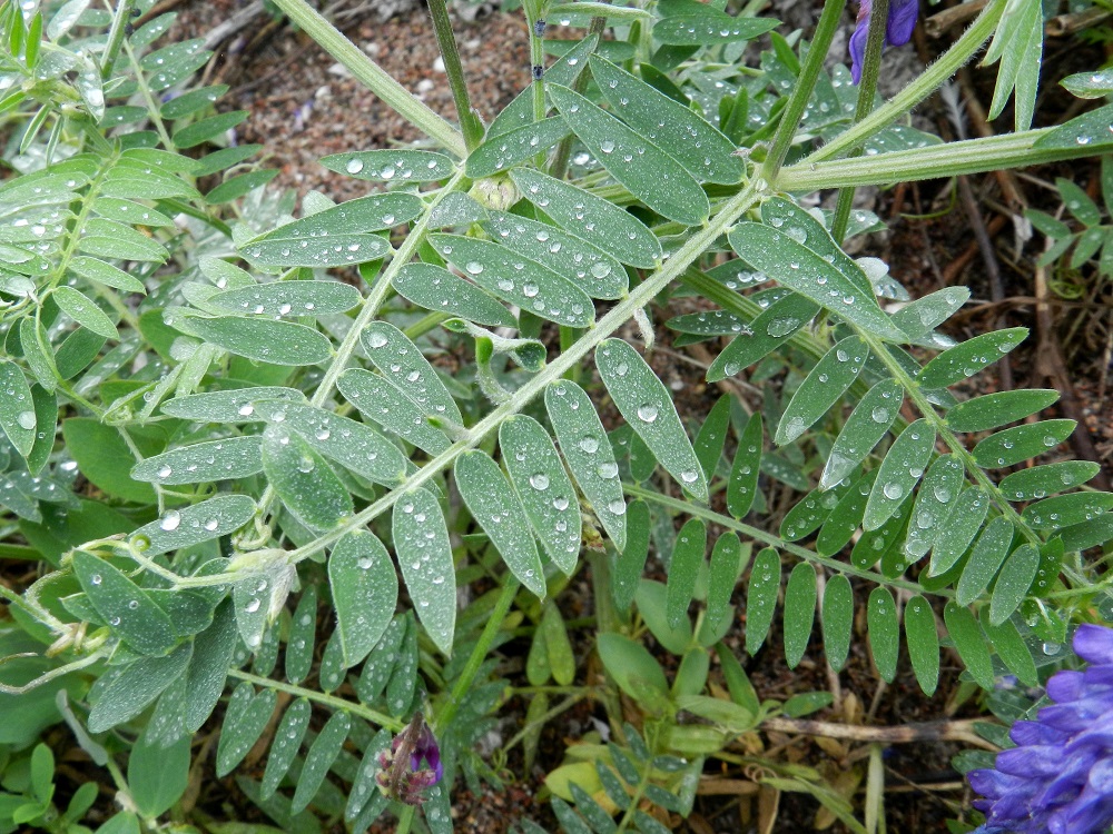 Vicia cracca - hiirenvirnan lehdet ovat tyveen saakka parilehdykkäiset, tavallisesti noin 4-10 cm pitkät ja leveimmältä kohtaa noin 1-6 cm leveät. Lehdyköitä on useimmiten 6-12 paria. Niiden ruoti on enintään 1 mm pitkä. Lehdykät ovat hyvin kapeanpuikeat - lähes tasasoukat, tylppä- tai suippopäiset ja ehytlaitaiset sekä tavallisesti noin 5-30 mm pitkät ja leveimmältä kohtaa noin 1-8 mm leveät. Varret ovat hoikat ja kukintoperien kanssa särmikkäät, vihreäsävyiset ja hyvin lyhyesti myötäkarvaiset. U, Hanko, niemen eteläpuolen merenranta, Kolavikenin itälaidassa olevien Stora Tallholmenin ja Lilla Tallholmenin niemien välisen lahdekkeen hiekkaranta-alue, 19.6.2012. Copyright Hannu Kämäräinen.