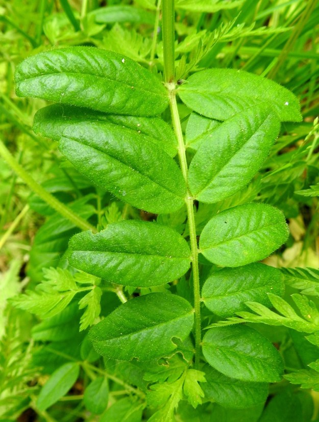Vicia sepium subsp. sepium - etelänaitovirnan lehdet ovat molemmin puolin vihreät ja lyhytkarvaiset. Lehdyköiden ruoti on enintään 1 mm pitkä. Kuvan lehdykät ovat 1,7-2,1 kertaa leveyttään pitemmät. A, Lemland, Nåtö, biologisen aseman päärakennuksen pohjoispuoli, luonnonsuojelualueen lehdesniitty, 18.6.2023. Copyright Hannu Kämäräinen.