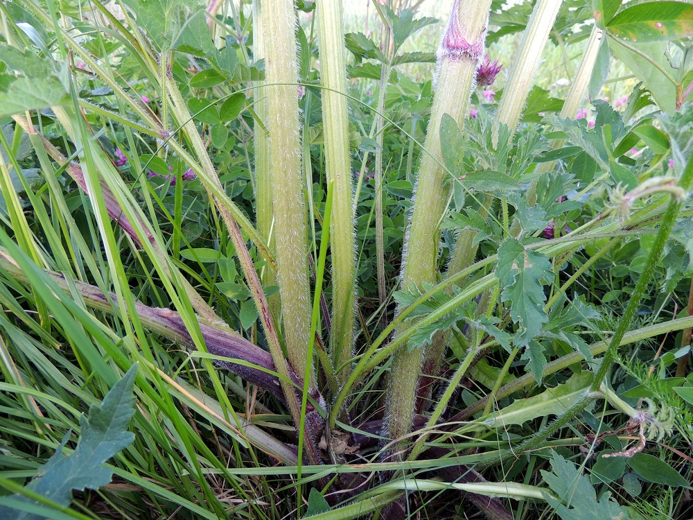 Heracleum sphondylium subsp. sibiricum - idänukonputken varret ovat alaosastaan yleensä noin 5-15 mm paksut, täyteiset tai paikoin ontot. Ne, samoin kuin lehtiruodit, ovat siirottavasti vaalean harjaskarvaiset. Karvoitus on alaosassa tiheää ja harvenee latvaa kohti. Varret ovat vihreäsävyiset ja aika usein tyveltään viininpunaiset. Myös alimmat lehtitupet ovat ainakin toisinaan viininpunaiset. EH, Hattula, Hurttala, viljapellon laide ja Pälkäneentien (tie 57) piennar Penttiläntien risteyksen eteläpuolella, 8.7.2014. Copyright Hannu Kämäräinen.