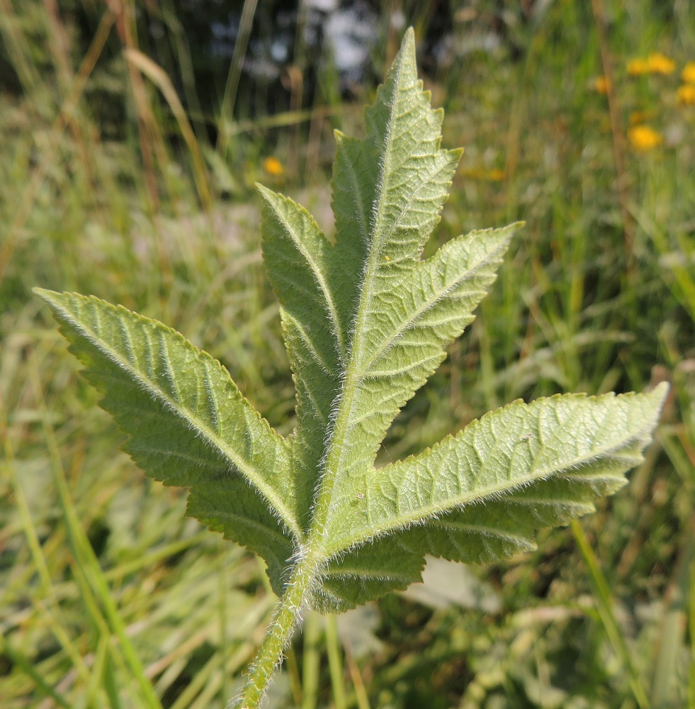 Heracleum sphondylium subsp. sphondylium - etelänukonputken lehtilavan kärkilehdykkä on yleensä kookkaampi ja liuskaisempi kuin muut lehdykät. Lehdyköiden ja niiden liuskojen reunat ovat hampaiset. Lehdet ovat alta sini- tai harmaanvihreät ja kauttaaltaan tiheän lyhyehkökarvaiset. Karvoitus on siirottava ja pintoja pitempi alapuolen suonissa, lehden keskirangassa ja lehdykkäperissä. EH, Kouvola, Kuusankoski, Kuusaanniemi, Kuusaanniementieltä erkaneva Käpylänrinne, tien alussa, entisen puuvarastokentän kohdalla olevan peltoalueen laide, 26.7.2016. Copyright Hannu Kämäräinen.
