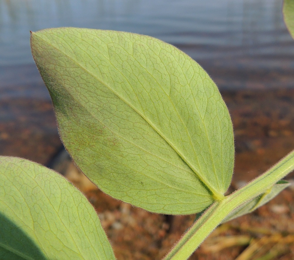 Lathyrus maritimus - merinätkelmän lehdykät ovat ehytlaitaiset, otakärkiset, kaareutuvan sulkasuoniset ja kaljut tai vaihtelevasti lyhytkarvaiset. OP, Oulu, Oulunsalo, Pajuniemi, Riuttu, Hailuodon lauttarannan lähellä oleva merenrantahietikko, 17.7.2015. Copyright Hannu Kämäräinen.