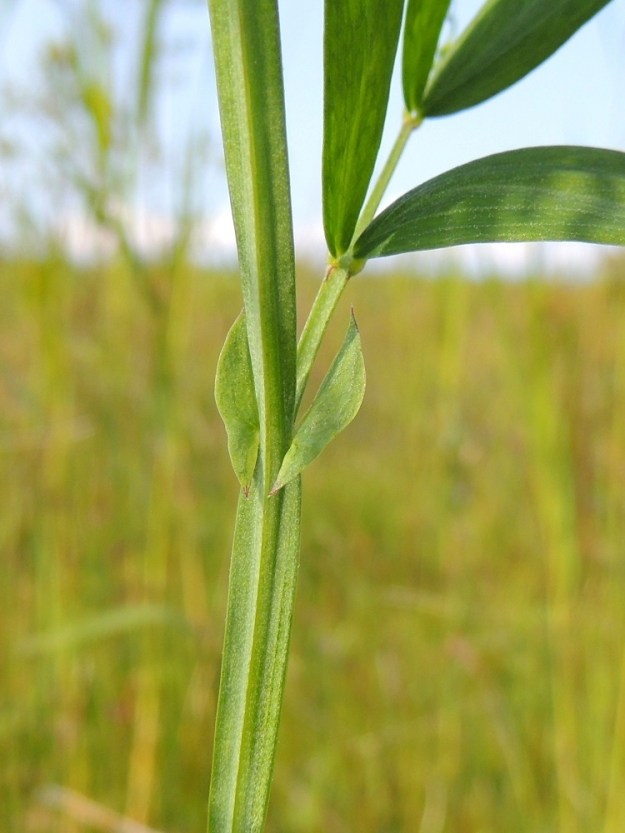 Lathyrus palustris - rantanätkelmän lehtikorvakkeet ovat epäsymmetrisen suikeat tai kapeanpuikeat, teräväkärkiset ja toispuolisen keihästyviset. Ne ovat useimmiten noin 10-20 mm pitkät ja leveimmältä kohtaa noin 3-8 mm leveät. Lehtiruoti on siipipalteeton ja noin 5-20 mm pitkä. Varret ovat vihreät tai hieman punertavat, ja niiden siipipalle on enimmillään noin 3-5 mm leveä. Silorantanätkelmän varret ovat kaljut tai siipipalteen reunasta harvakarvaiset. Karvarantanätkelmän varret ovat runsaskarvaisemmat. 17.7.2015. Copyright Hannu Kämäräinen.