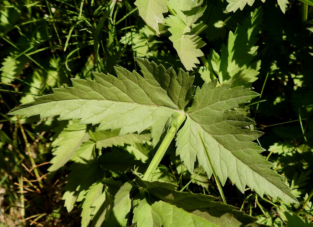 Pimpinella major - isopukinjuuren lehtien lehdykät ovat tyviosastaan liuskaiset tai liuskattomat ja kauttaaltaan epäsäännöllisen iso- ja terävähampaiset. Hampaat ovat otakärkiset. Odat erottuvat paremmin edellisessä kuvassa. 28.6.2018. Copyright Hannu Kämäräinen.