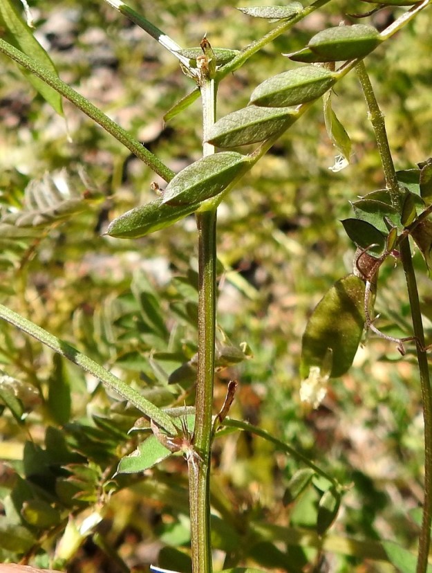 Ervilia sylvatica - metsävirvilän varret ovat hoikat, särmikkäät ja kaljut. Kukintoperä on särmikäs ja vaihtelevasti lyhytkarvainen. Lehtikorvakkeet ovat erityisesti alemmissa lehdissä kärjestään moniliuskaiset, noin 5-7 mm pitkät ja liuskoineen noin 6-10 mm leveät. Liuskat ovat kapeat ja pitkäsuippuisen teräväkärkiset. Ylemmissä lehdissä korvakkeet ovat pienemmät, usein vähäliuskaisemmat ja toisinaan aivan liuskattomat sekä suikeahkot tai kapeanpuikeahkot (edellinen kuva). EK, Kotka, Halla, saaren eteläosan puuvarastoalue, maantien varressa oleva, vanha, paikoin jo metsittyvä varastokenttä, 28.6.2018. Copyright Hannu Kämäräinen.