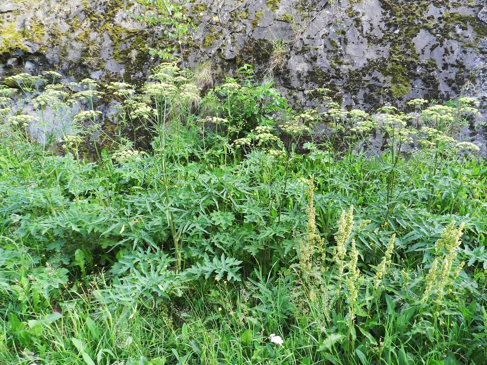 Heracleum sphondylium subsp. sibiricum - idänukonputki on Suomessa alkuperäinen laji Ahvenanmaalla, muinaistulokas Varsinais-Suomen eliömaakunnassa ja uustulokas kaikissa muissa eliömaakunnissa. Se on yleinen tai kohtalaisen yleinen etelästä päin Perä-Pohjanmaan ja Koillismaan eliömaakuntiin saakka sekä harvinainen tai hyvin harvinainen pohjoisempana. ES, Savonlinna, keskusta, Savonniemi, kirkon etelä- ja lounaispuolella olevan kallioseinämän tyviniitty, 11.7.2011. Copyright Hannu Kämäräinen.
