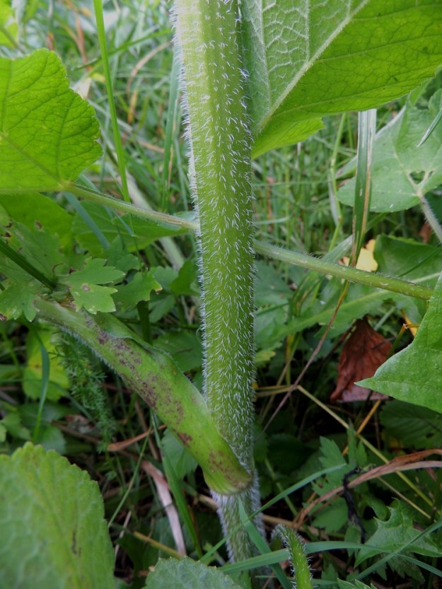 Heracleum sphondylium subsp. sphondylium - etelänukonputken varsi on alaosastaan yleensä noin 5-15 mm paksu ja täyteinen tai paikoin ontto. Se on vihreäsävyinen, toisinaan alaosastaan ruskehtava tai punertava, särmikäs tai uurteinen ja karvainen. Karvoitus on vaaleaa ja siirottavan harjasmaista. Se on erityisesti alaosassa tiheää. Lehtituppi on kookas, leveä, ulkoneva ja vain tyveltään enemmän tai vähemmän sepivä. Se on vaihtelevasti karvainen ja vihreä tai toisinaan alemmissa lehdissä vaihtelevasti punertava. EH, Kouvola, Kuusankoski, Rekola, Rekolantien laitaruohikko Peiponpolun risteyksen kohdalla, 23.7.2013. Copyright Hannu Kämäräinen.