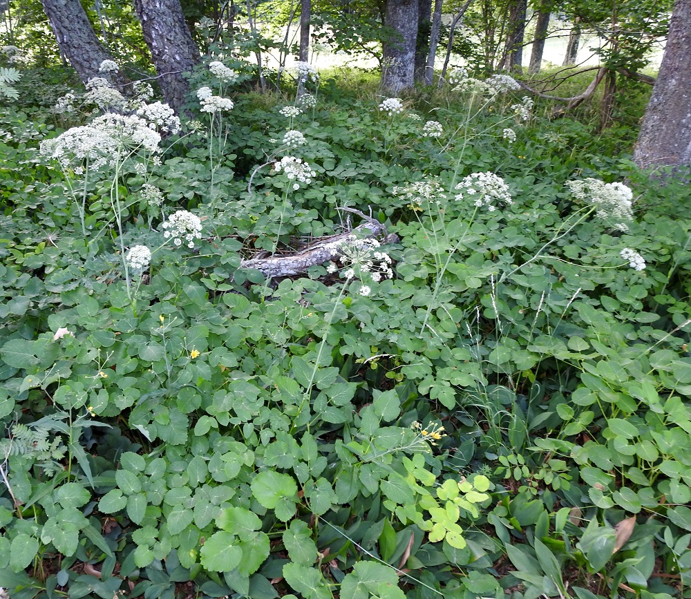 Laserpitium latifolium - lehtokarvasputken yksilöt ovat yksittäin tai voivat muodostaa myös tiheitä ja laajahkoja kasvustoja. Laji on Suomessa alkuperäinen, ja sitä tavataan yleisenä vain Ahvenanmaalla ja harvinaisena Varsinais-Suomen eliömaakunnan Paraisilla, Korppoon saaristossa. Kasvupaikkoina ovat lähinnä rinne- ja lehtoniityt, kuivat lehdot, metsänreunat, pientareet ja tienvarret. Lehtokarvasputki on kalkinsuosija. A, Finström, Bastö, pohjoispää, Ekuddsvägenin pikkutien varsi, metsikön laide, 13.7.2022. Copyright Hannu Kämäräinen.