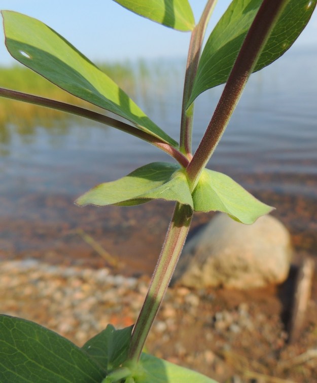 Lathyrus maritimus - merinätkelmän varret ovat haarovat, siipipalteettomat, särmikkäät ja vihreät tai punertavat sekä kaljut tai lyhytkarvaiset. OP, Oulu, Oulunsalo, Pajuniemi, Riuttu, Hailuodon lauttarannan lähellä oleva merenrantahietikko, 17.7.2015. Copyright Hannu Kämäräinen.
