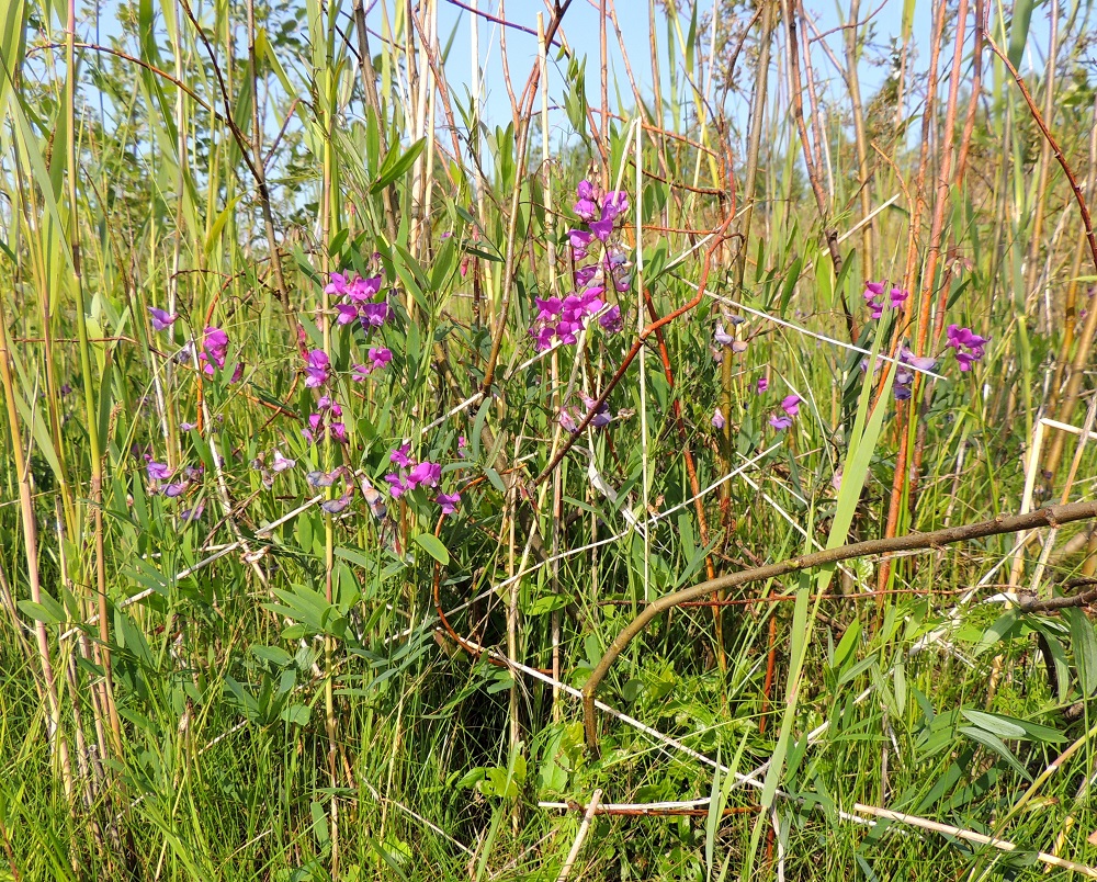 Lathyrus palustris - rantanätkelmä on Suomessa alkuperäinen laji, jonka esiintymisalue kattaa kaikki eliömaakunnat Enontekiön Lappia lukuun ottamatta. Se on yleinen rannikkokaistalla Suomenlahden pohjukasta Ahvenanmaalle ja edelleen Pohjanlahden perukkaan saakka. Oulun Pohjanmaan ja Perä-Pohjanmaan eliömaakunnissa esiintyminen on runsasta lähes koko eliömaakuntien alueella. Edellä mainittujen alueiden ulkopuolella laji on harvinainen. Alalajien esiintymistiedot ovat hyvin puutteelliset. Lajin kasvupaikkoina ovat lähinnä kosteat niityt, rannat ja luhtaiset suot. 17.7.2015. Copyright Hannu Kämäräinen.