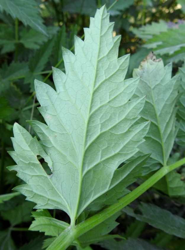Pimpinella major - isopukinjuuren lehdet lehdyköineen ovat päältä vihreät, alta sinivihreät ja molemmin puolin kaljut tai alta harvakarvaiset. 23.7.2018. Copyright Hannu Kämäräinen.