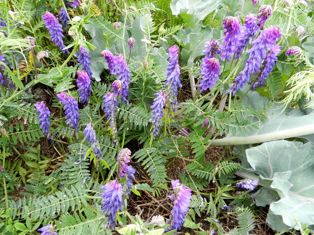 Vicia cracca - hiirenvirna on Suomessa yleinen alkuperäinen laji Ahvenanmaalla ja rannikkoalueilla Suomenlahden itäosasta Pohjanlahden perukkaan saakka. Sisämaassa se on hyvin yleinen muinaistulokas etelästä päin Oulun Pohjanmaan ja Kainuun eliömaakuntiin asti. Laji on yleinen tai yleisehkö uustulokas Kittilän Lapin ja Sompion Lapin eliömaakuntiin saakka sekä harvinainen uustulokas Enontekiön Lapin ja Inarin Lapin eliömaakunnissa. Kuvassa ympärillä näkyy myös euroopanmerikaalin, Crambe maritima, lehtiä. U, Hanko, niemen eteläpuolen merenranta, Kolavikenin itälaidassa olevien Stora Tallholmenin ja Lilla Tallholmenin niemien välisen lahdekkeen hiekkaranta-alue, 19.6.2012. Copyright Hannu Kämäräinen.
