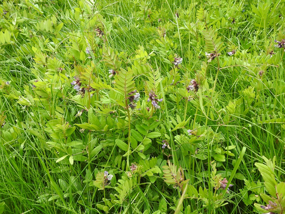 Vicia sepium subsp. sepium - etelänaitovirna on Suomessa alkuperäinen ja yleinen Ahvenanmaalla sekä muinaistulokas ja yleisehkö Varsinais-Suomen ja Uudenmaan sekä harvinaisempi Satakunnan ja Etelä-Hämeen eliömaakunnissa. Lisäksi sitä Kasviatlaksen mukaan tavataan harvinaisehkona, harvinaisena tai hyvin harvinaisena uustulokkaana kaikissa muissa eliömaakunnissa Enontekiön Lappia lukuun ottamatta. Kasvupaikkoina ovat lähinnä niityt, pientareet, tuoreet metsät ja metsänlaiteet, lehdot, rannat, viljely- ja kesantoalueet, puistot, puutarhat, pihat ja teollisuus- yms. alueet sekä joutomaat. Pohjois-Suomessa monet kasvupaikat liittyvät jatkosodan aikaisiin saksalaisjoukkojen leiri- ja varastoalueisiin. Kuvassa olevan kasvuston lehdyköiden pituus- ja leveyssuhde vaihtelee noin välillä 2,2-2,7. EH, Hämeenlinna, Loimalahti, Hirsimäki, Talvikintien ja Vanamontien välisen kävelytieuran laitaruohikko, 15.6.2022. Copyright Hannu Kämäräinen.