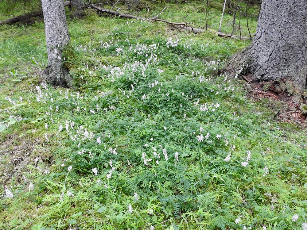 Ervilia sylvatica - metsävirvilä on Suomessa alkuperäinen, ja sen esiintymisalueen pohjoisraja kulkee Keski-Pohjanmaan, Kainuun ja Koillismaan eliömaakunnissa. Laji on yleinen Ahvenanmaan, Varsinais-Suomen, Uudenmaan, Etelä-Karjalan Satakunnan ja Etelä-Hämeen eliömaakunnissa sekä harvinaisehko tai harvinainen muualla esiintymisalueellaan ja hyvin harvinainen Koillismaan eliömaakunnassa. Lisäksi lajia on tavattu harvinaisena tulokkaana Oulun Pohjanmaan ja Perä-Pohjanmaan eliömaakunnissa. Kasvupaikkoina ovat lähinnä tuoreet metsät, lehdot, metsänreunat, kivikot ja metsäiset tienpientareet. A, Hammarland, Strömma, Hältdalsbergetin laajan kallioalueen itätyvellä oleva lehtometsä, 9.7.2017. Copyright Hannu Kämäräinen.