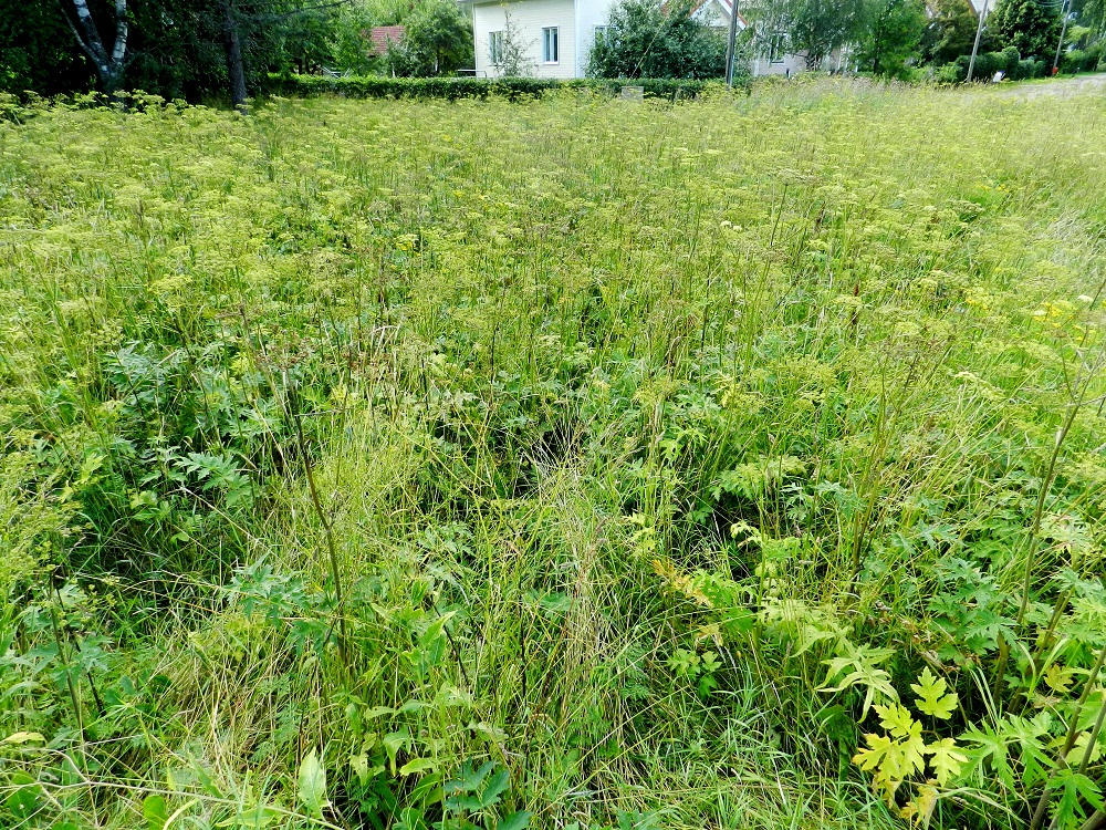 Heracleum sphondylium subsp. sibiricum - idänukonputken kasvupaikkoina ovat lähinnä pientareet ja piennarniityt, kyläkedot, lehdot ja lehtoniityt, metsänreunat, pihat, puutarhat, viljelyalueiden laiteet, pakettipellot, tien- ja radanvarret, teollisuusalueet, satamat sekä joutomaat. Sisämaahan idänukonputki kulkeutui erityisesti venäläisen varusväen mukana, hevosten rehukuljetuksissa. Edelleenkin sen kannat ovat vahvimpia vanhoissa varuskuntakaupungeissa ja niiden lähiseuduilla. EH, Hämeenlinna, Ahvenisto, Poltinahon entisen varuskunta-alueen laita, Turuntien varren niittyalue Olympiakylän kohdalla, 27.7.2012. Copyright Hannu Kämäräinen.