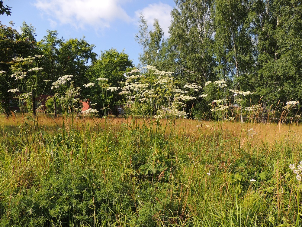 Heracleum sphondylium subsp. sphondylium - etelänukonputki on Suomessa harvinainen ja paikoin vakiintunut uustulokas, jota tavataan siellä täällä eteläisessä Suomessa ja Pohjois-Suomessa. Keskisestä Suomesta ei Kasviatlaksessa ole tuoreempia havaintoja. Kasvupaikkoina ovat lähinnä pientareet ja piennarniityt, tienvarret, pihat, puistot, puutarhat, viljelyalueiden laiteet ja joutomaat sekä satamat, satamien painolastikentät ja jatkosodan aikaiset saksalaisjoukkojen leirialueet. EH, Kouvola, Kuusankoski, Rekola, Rekolantien ja Peiponpolun kulmauksen niittykaista, 23.7.2013. Copyright Hannu Kämäräinen.