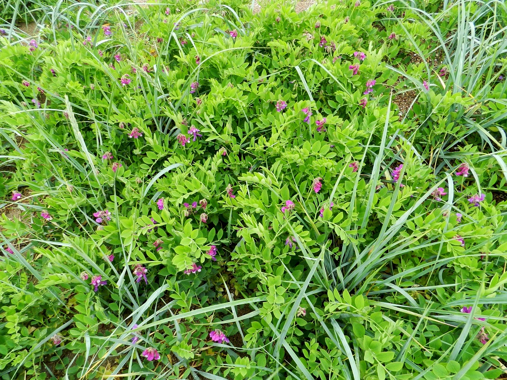 Lathyrus maritimus - merinätkelmä on Suomessa alkuperäinen ja harvinaisehko laji, jonka esiintymisalue kattaa rannikkokaistan Suomenlahden pohjukasta Ahvenanmaalle ja edelleen Pohjanlahden perukkaan saakka. Lisäksi sillä on sisämaassa, kaukana merestä, pari tulokasesiintymää, joista toinen on jo hyvin vanha. U, Hanko, niemen eteläpuolen merenranta, Kolavikenin itälaidassa olevien Stora Tallholmenin ja Lilla Tallholmenin niemien välisen lahdekkeen hiekkaranta-alue, 19.6.2012. Copyright Hannu Kämäräinen.