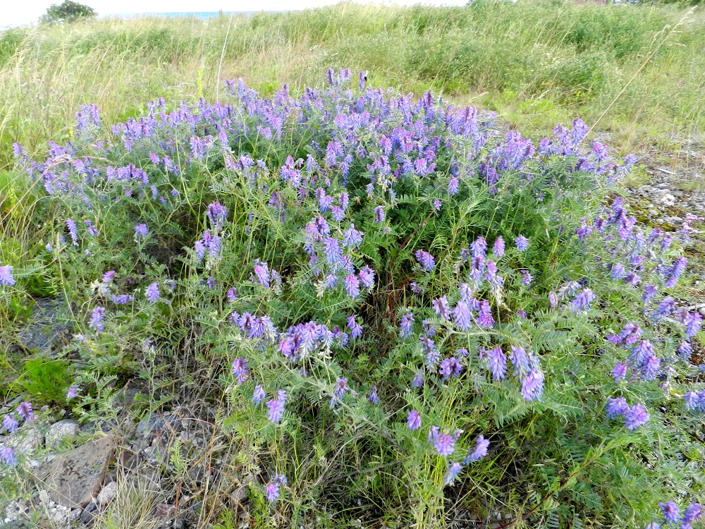 Vicia cracca - hiirenvirnan kasvupaikkoina ovat lähinnä niityt, pientareet, rannat, ruohopohjaiset metsät ja metsänlaiteet, viljely- ja kesantoalueet, puutarhat, pihat ja teollisuus- yms. alueet sekä joutomaat. Lajin juurakko on ohut, suikertava, haarova ja maarönsyinen. Se voi suotuisilla paikoilla muodostaa kasvullisesti laajenevia ja tiheitä varsikkoja. V, Kemiönsaari, Hiittisten saaristo, Örö, saaren lounaisosan länsipuolinen merenrantaniitty, 14.7.2012. Copyright Hannu Kämäräinen.