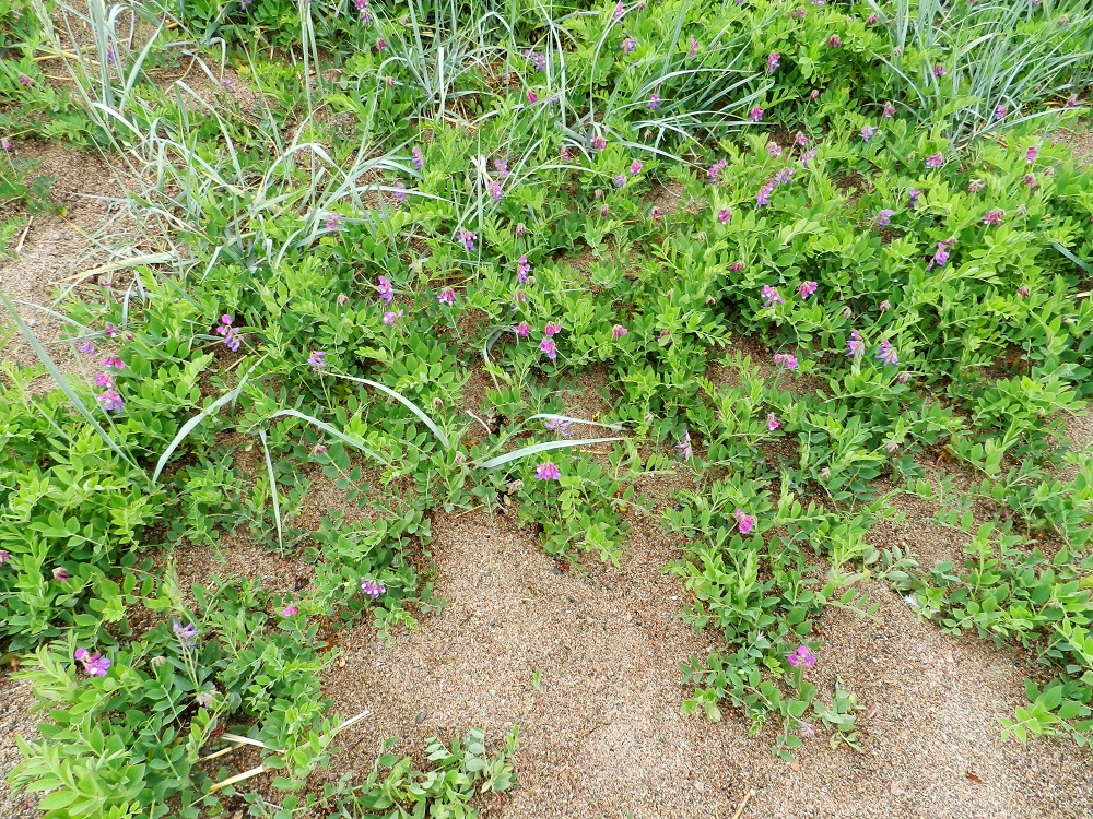 Lathyrus maritimus - merinätkelmän luontaisina kasvupaikkoina ovat hiekkaiset ja kivikkoiset merenrannat. Juurakko on vahva, haarova, suikertava ja maarönsyinen muodostaen usein tiheähköjä ja laajenevia kasvustoja. Samalla se on tehokas hiekansitoja. U, Hanko, niemen eteläpuolen merenranta, Kolavikenin itälaidassa olevien Stora Tallholmenin ja Lilla Tallholmenin niemien välisen lahdekkeen hiekkaranta-alue, 19.6.2012. Copyright Hannu Kämäräinen.