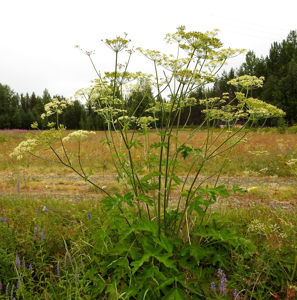 Heracleum sphondylium subsp. sibiricum - idänukonputki on pysty ja yksi- tai monivartinen ruoho, joka on tavallisesti noin 50-150 cm korkea. Sen normaali kukinta-aika on heinä- ja elokuu. Kuvassa on seuralaisena mm. rantatädyke, Veronica longifolia. KiL, Kittilä, Jeesiöjärvi, Kumputunturintien lounaispuolen niittyalue, entinen pelto Syrjälän tilan kohdalla, 20.7.2023. Copyright Hannu Kämäräinen.