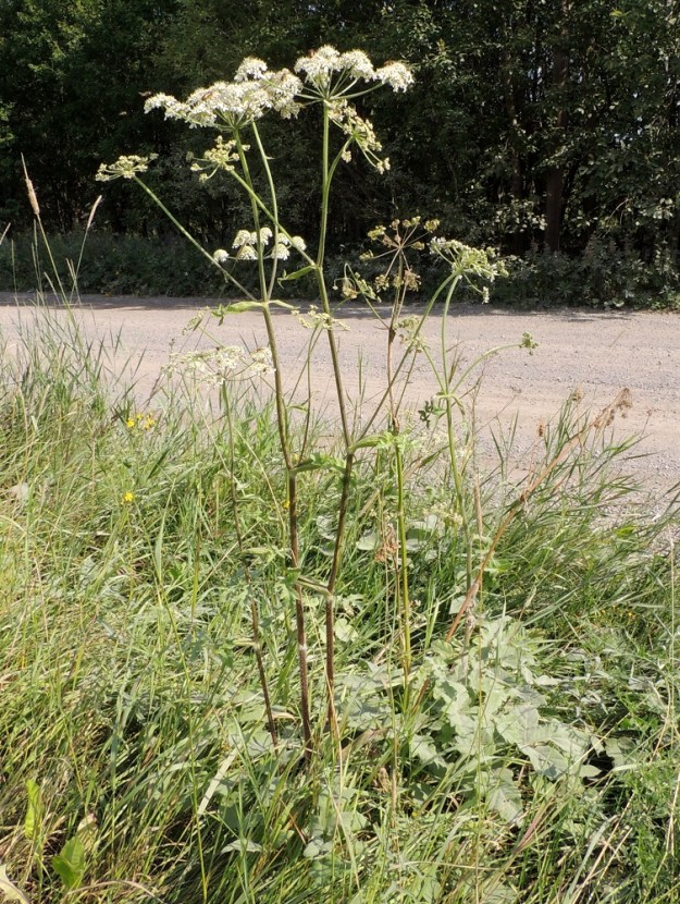 Heracleum sphondylium subsp. sphondylium - etelänukonputki on kaksivuotinen tai lyhytikäinen monivuotinen, pysty ja yksi- tai monivartinen ruoho, joka on tavallisesti noin 50-150 cm korkea. Se on Suomessa huomattavasti harvinaisempi uustulokas kuin laajasti yleinen lajin itäinen alalaji, idänukonputki, subsp. sibiricum. EH, Kouvola, Kuusankoski, Kuusaanniemi, Kuusaanniementieltä erkaneva Käpylänrinne, tien alussa, entisen puuvarastokentän kohdalla olevan peltoalueen laide, 26.7.2016. Copyright Hannu Kämäräinen.