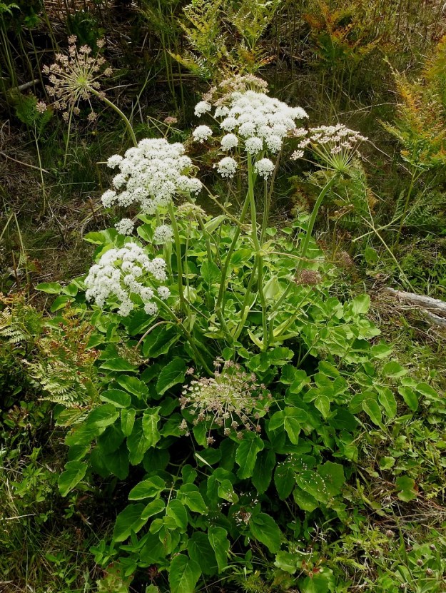 Laserpitium latifolium - lehtokarvasputki on monivuotinen, pysty, isolehtinen ja yksi- tai monivartinen ruoho, jonka normaali kukinta-aika on heinä- ja elokuu. A, Eckerö, Marby, Marbyvägenin läntisemmän tienhaaran laide Eckerövägenin kaakkoispuolella, 9.7.2017. Copyright Hannu Kämäräinen.