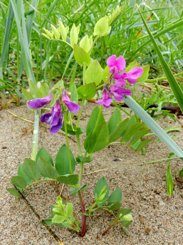 Lathyrus maritimus - merinätkelmä on monivuotinen, rento tai koheneva ja muihin kasveihin tukeutuva ruoho, joka on tavallisesti noin 25-60 cm pitkä. Kuvan yksilö on löytänyt tukirangan rantavehnästä, Leymus arenarius. U, Hanko, Täktom, Långören, niemeen johtava kapea hiekkakannas, kannaksen länsilaita Anklarensbukten-merenlahden rannalla, 19.6.2012. Copyright Hannu Kämäräinen.