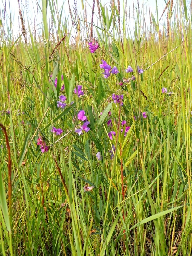 Lathyrus palustris - rantanätkelmä on monivuotinen, rento mutta toisten kasvien avulla pystyksi koheneva ruoho, joka on tavallisesti noin 25-80 cm pitkä. Se näyttää pärjäävän hyvin vähän tiheämmässäkin heinikossa ja ruovikossa. OP, Oulu, Oulunsalo, Pajuniemi, Riuttu, Hailuodon lauttarannan lähellä oleva merenrantaniitty rantalammikoiden koillispuolella, 17.7.2015. Ellei toisin mainita, kuvat ovat tältä samalta kasvupaikalta. Copyright Hannu Kämäräinen.