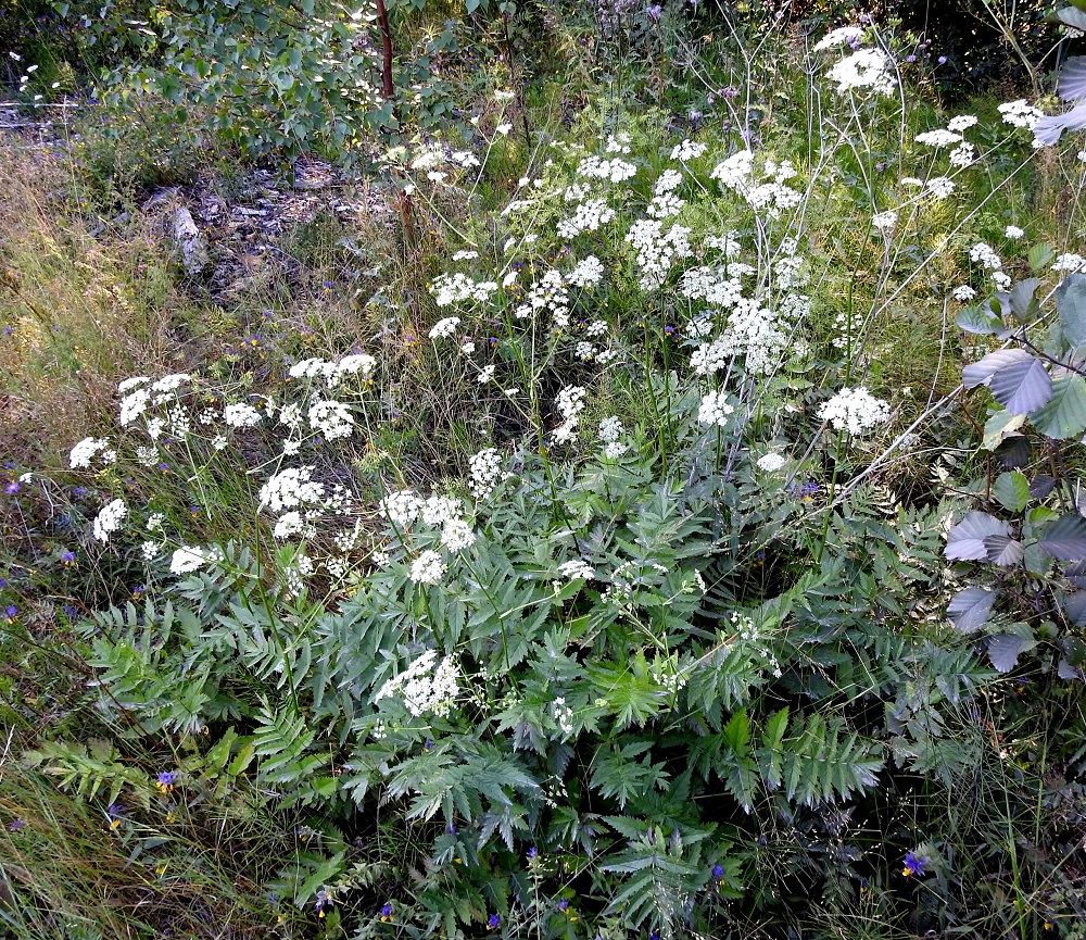 Pimpinella major - isopukinjuuri on monivuotinen, pysty ja yksi- tai monivartinen ruoho, joka on tavallisesti noin 40-100 cm korkea. Se on Suomessa hyvin harvinainen ja pienialainen muinaistulokas Pohjois-Karjalan eliömaakunnassa, Liperissä. Aikojen kuluessa lajista on tehty ainakin yksi uustulokashavainto kaikista muistakin eliömaakunnista etelästä päin Perä-Pohjanmaan ja Koillismaan eliömaakuntiin saakka. Kasvupaikkoina ovat lähinnä entiset kaskimetsät ja -ahot, satamat ja tuontipuualueet, sotien aikaiset saksalaisten leirialueet, vanhat pihapiirit sekä pientareet ja tienvarret. EK, Kotka, Halla, saaren eteläosan puuvarastoalue, ajouran pensoittuva laide. Saarella on varastoitu ja yhä varastoidaan Baltiasta tuotua puutavaraa. 23.7.2018. Koko kuvasarja on samalta kasvupaikalta. Copyright Hannu Kämäräinen.
