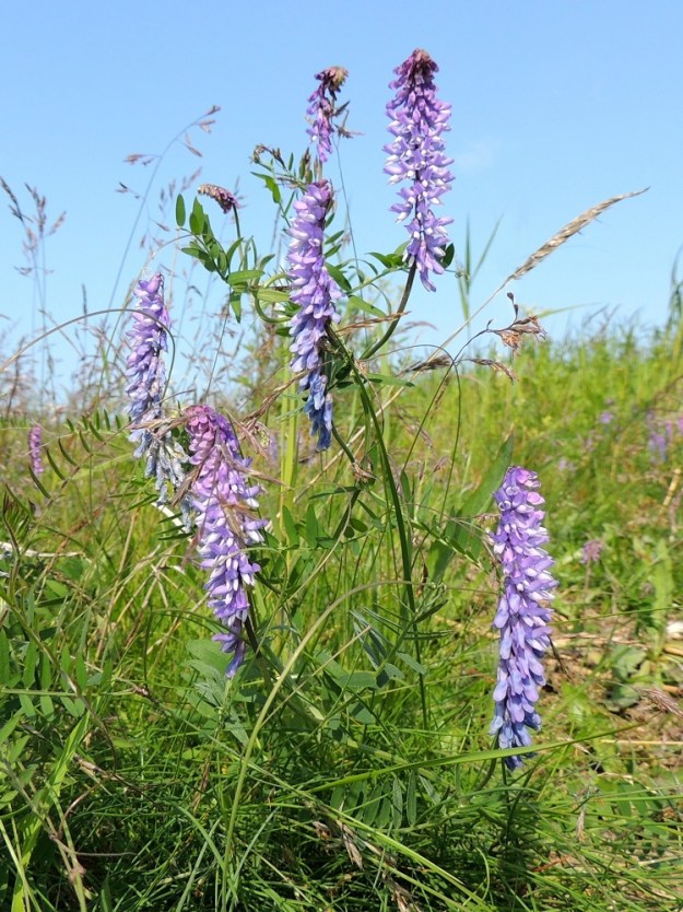Vicia cracca - hiirenvirna on monivuotinen, rento, kiipeilevä ja tavallisesti noin 20-100 cm pitkä ruoho, joka on alkuperäislaji merenrannoilla. Laji pystyy lehtikärhillään "kutomaan" jopa ympärillään kasvavista, hennoista heinistä tukiverkon, jonka avulla rennot varret ja lehtihankaiset kukintotertut nousevat pystyinä kohti auringonvaloa. OP, Oulu, Oulunsalo, Pajuniemi, Riuttu, Hailuodon lauttarannan lähellä oleva merenranta, 17.7.2015. Copyright Hannu Kämäräinen.