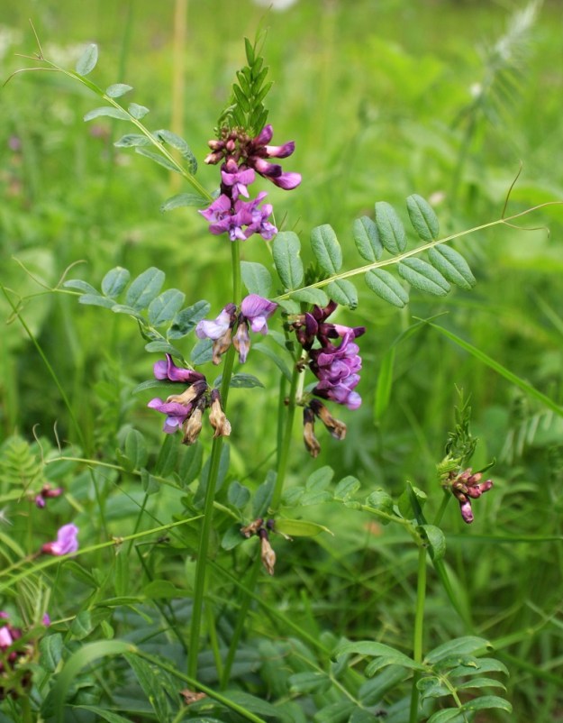 Vicia sepium subsp. sepium - etelänaitovirna on monivuotinen, pystyhkö ja tavallisesti noin 30-60 cm pitkä ruoho. Hoikasta varrestaan huolimatta se kykenee kasvamaan pystyssä myös ilman muiden kasvien tukea. Teriöt ovat toisinaan aluksi punertavan sinipunaiset. Kuvan yksilön lehtien lehdykät ovat noin 1,9-2,2 kertaa leveyttään pitemmät. Yleisemmällä alalajilla, niittyaitovirnalla, subsp. montana, vastaava suhde on yli 2,9. PK, Kitee, Puhos, Vanha Puhos, Oriveden Puhoslahden rantaan vievän Kanavarannantien kaakkoispuoli, ruohopohjainen, harvapuustoinen maasto, 20.6.2008. Copyright Hannu Kämäräinen.