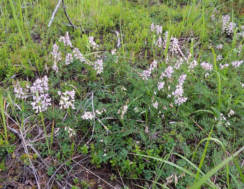 Ervilia sylvatica - metsävirvilä on nykytutkimuksen perusteella erotettu eri sukuun aikaisemmasta virnojen suvusta, jossa sen nimi oli metsävirna, Vicia sylvatica. Se on monivuotinen, rento ja tavallisesti noin 60-180 cm pitkä ruoho, joka korkeampien tukikasvien puutteessa tyytyy suikertamaan pitkin maanpintaa ja ankkuroimaan vartensa mataliin ruohoihin ja varpuihin. Kn, Paltamo, Mieslahti, Talolanmäki, Oulujärven Mieslahden perukka, Pitkäperä, lähellä lahden päätä olevan Matokallion alarinne, 11.7.2015. Copyright Hannu Kämäräinen.