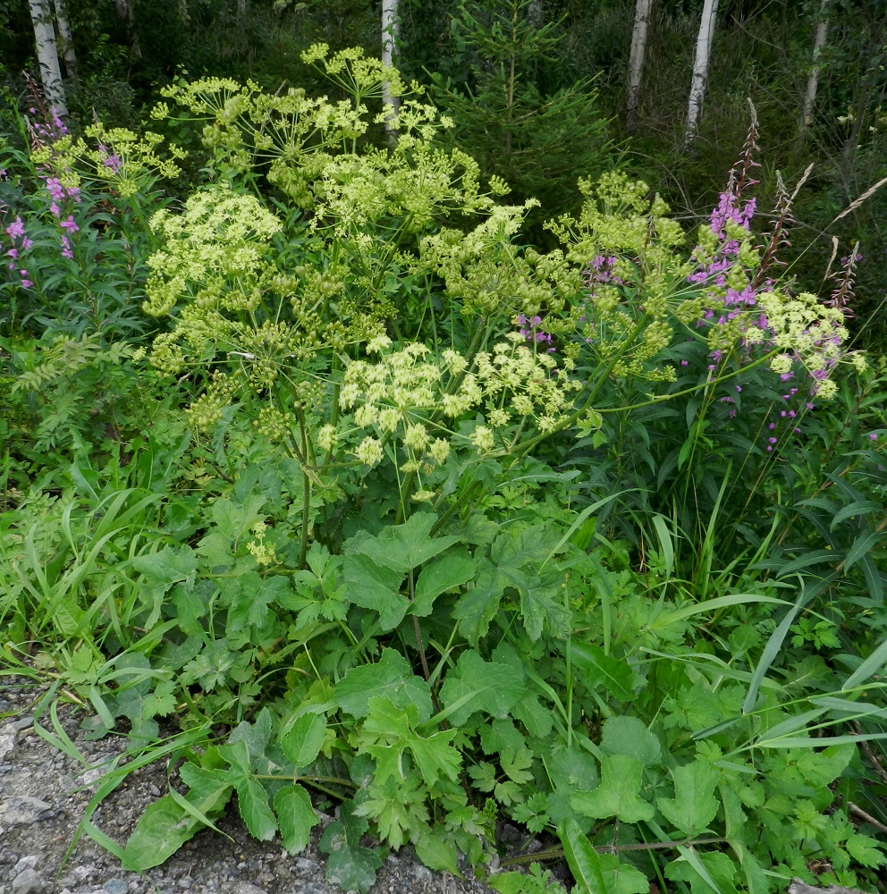 Heracleum sphondylium subsp. sibiricum - idänukonputki on kaksivuotinen tai lyhytikäinen monivuotinen. Ensimmäisenä vuotena kasvaa monilehtinen ruusuke (kuvassa etualalla), joka kerää kasvuvoimaa pääjuureensa myöhempää kukintaa varten. Aikaisintaan toisena vuotena yksilö kasvattaa yhden tai useamman kukintovarren ja usein kuolee kukintavuotensa päätteeksi. Toisinaan kukintovarret antavat odottaa itseään useampiakin vuosia, eikä kasviyksilö aina kuole kukintansa jälkeen, vaan voi kukkia toistamiseenkin. Aluslehtien ja alempien varsilehtien ruoti on tuppi mukaan lukien noin 10-30 cm pitkä. Kuvassa on seuralaisena mm. (palo)maitohorsma, Chamaenerion angustifolium. EH, Hämeenlinna, Tiirinkoski, laajan peltoaukean lounaislaita, Hämeen Härkätien (tie 2855) laita Haantien risteyksen koillispuolella, 30.7.2012. Copyright Hannu Kämäräinen.