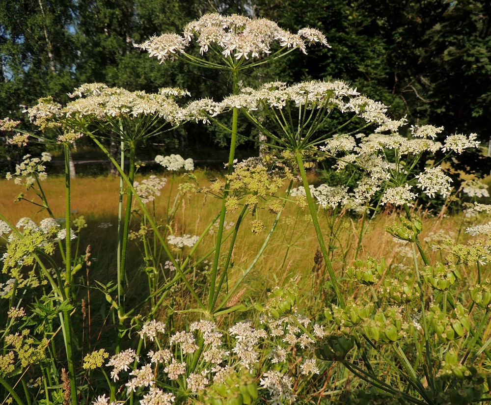 Heracleum sphondylium subsp. sphondylium - etelänukonputken kukinto on varren ja haarojen kärjessä oleva, lähes tasalakinen tai hieman kupera kerrannaissarja, joka on kehitysvaiheestakin riippuen läpimitaltaan useimmiten noin 8-23 cm. Pääsarjan perä on tavallisesti noin 10-30 cm pitkä. Etelänukonputken normaali kukinta-aika on heinä-elokuu. EH, Kouvola, Kuusankoski, Rekola, Rekolantien ja Peiponpolun kulmauksen niittykaista, 23.7.2013. Copyright Hannu Kämäräinen.