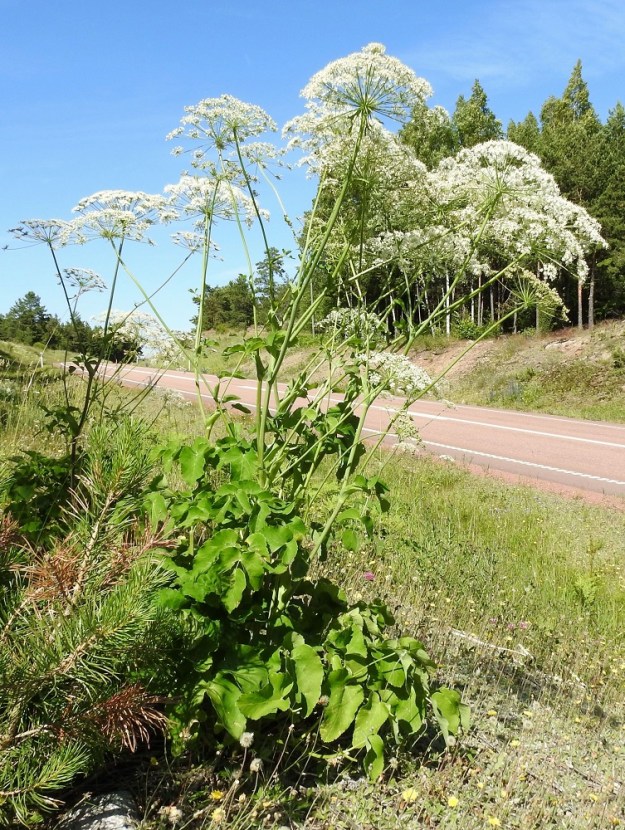 Laserpitium latifolium - lehtokarvasputki on tavallisesti noin 60-150 cm korkea. Kukinnot ovat varren ja haarojen kärjessä. Kukintoperä on yleensä noin 15-35 cm pitkä. Varren tyvellä ja alaosassa olevat lehdet ovat kookkaat ja isolehdykkäiset. Ylemmät varsilehdet puolestaan ovat pienet ja yksinkertaisemmat. A, Lemland, Knutsboda, Maarianhaminaan vievän Lemlandsvägenin piennarpenger Lemböten kappelille vievän tien risteyksen pohjoispuolella, 10.7.2017. Copyright Hannu Kämäräinen.