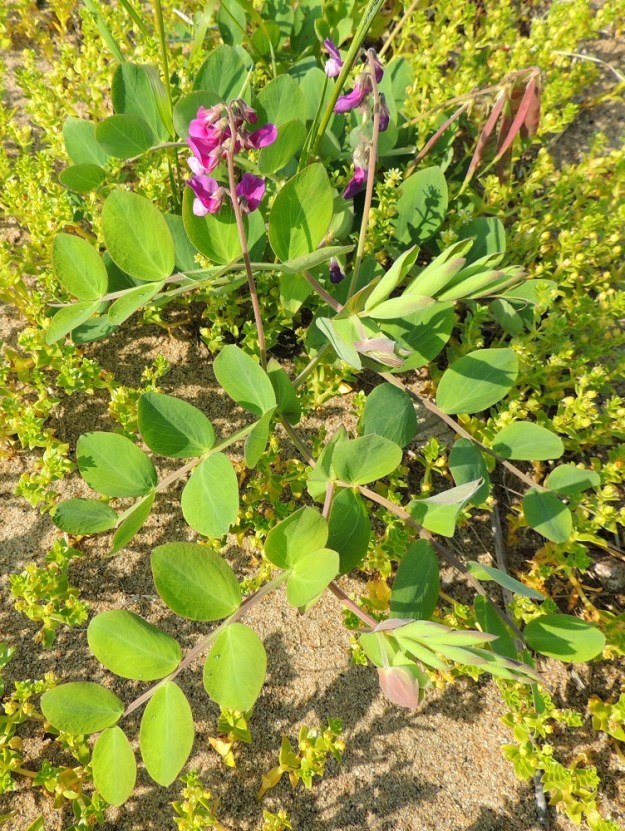 Lathyrus maritimus - merinätkelmä kasvaa usein suikertaen maata myöten, kun sen ympäröimä kasvillisuus, (kuvassa matala suola-arho, Honckenya peploides) ei tarjoa sen kärhille pystykasvua mahdollistavaa tukea, eikä se saa rakennettua tukikehikkoa omista varsistaankaan. Lehdet ovat ruodittomat tai hyvin lyhytruotiset ja varrella kierteisesti. OP, Oulu, Oulunsalo, Pajuniemi, Riuttu, Hailuodon lauttarannan lähellä oleva merenrantahietikko, 17.7.2015. Copyright Hannu Kämäräinen.