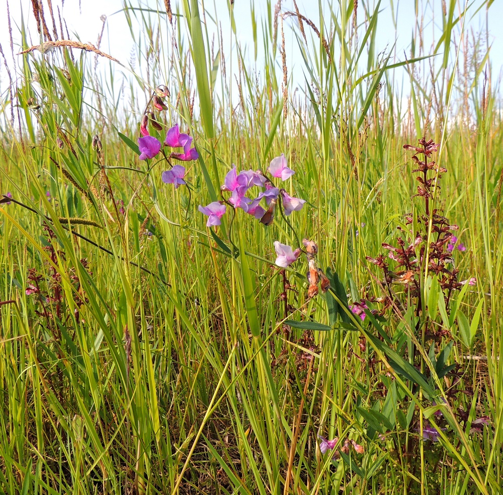 Lathyrus palustris - rantanätkelmä on rantaruohikon väripilkku , joka kasvaa merenrannoilla yleensä ulommalla ja peitteisemmällä vyöhykkeellä kuin sukulainen, merinätkelmä, L. maritimus. Kuvassa pääasiallisena tukirankana toimii luhtakastikka, Calamagrostis neglecta ja vasemmassa laidassa myös suolasara, Carex recta. Kuvassa seuralaisena kasvaa myös kesäluhtakuusio, Pedicularis palustris subsp. palustris. 17.7.2015. Copyright Hannu Kämäräinen.