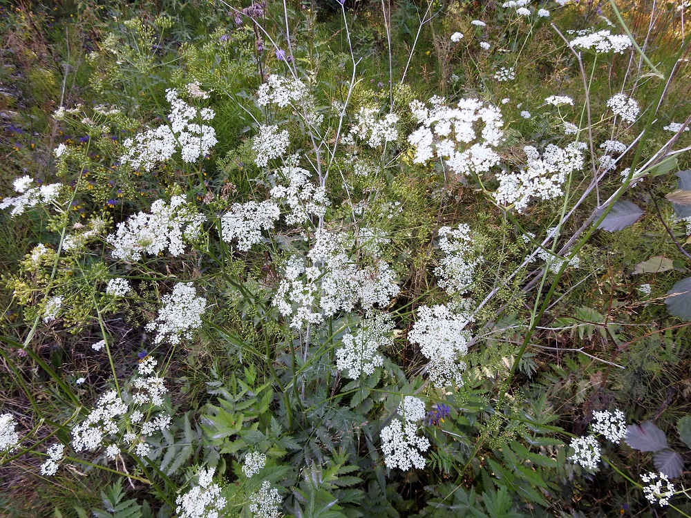 Pimpinella major - isopukinjuuri on vuoden 2019 uhanalaisuusarvioinnissa todettu äärimmäisen uhanalaiseksi (CR) lajiksi. Luokitukseen ovat vaikuttaneet lähinnä suppea, pirstoutunut esiintymisalue, pieni populaatiokoko ja jatkuva taantuminen. Uhkatekijöinä ovat avoimien alueiden sulkeutuminen sekä metsien uudistamis- ja hoitotoimet. Laji on rauhoitettu. 23.7.2018. Copyright Hannu Kämäräinen.